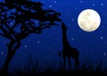 Giraffe eating in moonlight