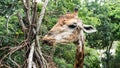 Giraffe eating  in nature Royalty Free Stock Photo