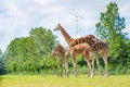 Giraffe eating tree leaves Royalty Free Stock Photo