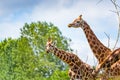 Giraffe eating tree leaves Royalty Free Stock Photo