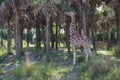 giraffe eating tree leaves in the landscape