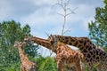 Giraffe eating tree leaves Royalty Free Stock Photo