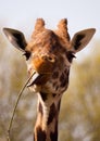 Giraffe eating twig with long tongue