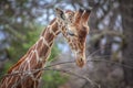Giraffe eating twigs Royalty Free Stock Photo