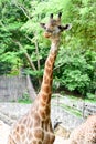 Giraffe eats food