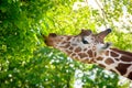 Giraffe eats leaves from a tree