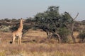 A giraffe eats leaves from a tree in Namibia Royalty Free Stock Photo