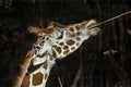 Giraffe eats twigs 1 Royalty Free Stock Photo