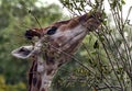 Giraffe eats twigs 2 Royalty Free Stock Photo