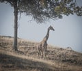 Giraffe Eatting Acacia Tree Leafs On a hot Summers Day Royalty Free Stock Photo