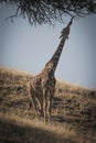 Giraffe Eatting Acacia Tree Leafs On a hot Summers Day Royalty Free Stock Photo