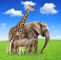 Giraffe with elephant and kudu Royalty Free Stock Photo