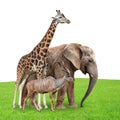 Giraffe, Elephant and Kudu Royalty Free Stock Photo