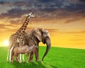 Giraffe, elephant and kudu Royalty Free Stock Photo