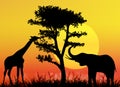 Giraffe and elephant in National park