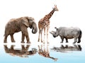 Giraffe,elephant and rhino Royalty Free Stock Photo