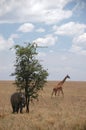 Giraffe and elephant in the wild Royalty Free Stock Photo