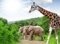 Giraffe and elephants Royalty Free Stock Photo