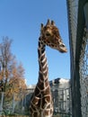 A giraffe with an elongated long spotted neck peeks out of the enclosure at the zoo. The head of a large hoofed African animal
