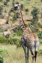 Giraffe watching his surrounding area.