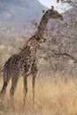 Giraffe at Ruaha national park ,Tanzania east Africa. Royalty Free Stock Photo