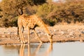 Giraffe at Ethosha national park, Namibia. Royalty Free Stock Photo