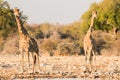 Giraffe at Ethosha national park, Namibia. Royalty Free Stock Photo