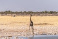 Giraffe in Etosha Royalty Free Stock Photo