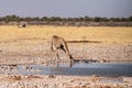 Giraffe in Etosha Royalty Free Stock Photo