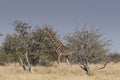 Giraffe in Etosha National Park Royalty Free Stock Photo