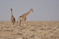 Giraffe in Etosha National Park Royalty Free Stock Photo