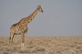 Giraffe in Etosha National Park Royalty Free Stock Photo
