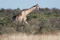 Namibian Giraffe walks in the Etosha National Park Royalty Free Stock Photo