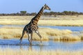 Giraffe - Etosha National Park - Namibia