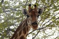 Giraffe, Etosha National Park, Namibia