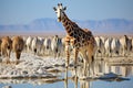 Giraffe in the Etosha National Park, Namibia, A herd of giraffes and zebras in Etosha National Park, Namibia, creates a Royalty Free Stock Photo