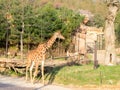 Giraffe in Everland Zoo