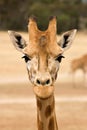 Giraffe at eye level Royalty Free Stock Photo
