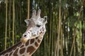 Giraffe face close up and turning towards the viewer with bamboo in background