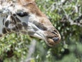 Giraffe face closeup Royalty Free Stock Photo