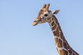 Giraffe Face And Neck