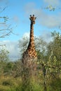 Kruger Giraffe