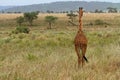 Giraffe Facing Away into the Grass Plains