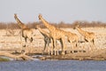 Giraffe family Royalty Free Stock Photo