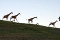 Giraffe family Royalty Free Stock Photo