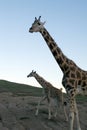 Giraffe family Royalty Free Stock Photo