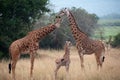 Giraffe Family Royalty Free Stock Photo