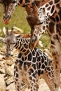 Giraffe family Royalty Free Stock Photo