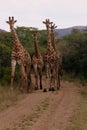 Giraffe Family Royalty Free Stock Photo