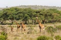 Jiraffe family in African savannah bush